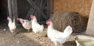 Птица. Курица. Фото: «Пульс Хакасии»