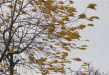 Ветер. Погода. Фото пресс-службы МЧС по Хакасии