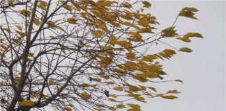 Ветер. Погода. Фото пресс-службы МЧС по Хакасии