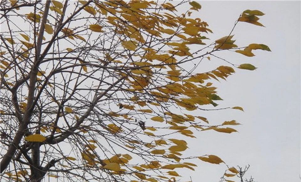 Ветер. Погода. Фото пресс-службы МЧС по Хакасии