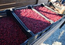 Фото предоставлено пресс-службой центра «Мой бизнес»