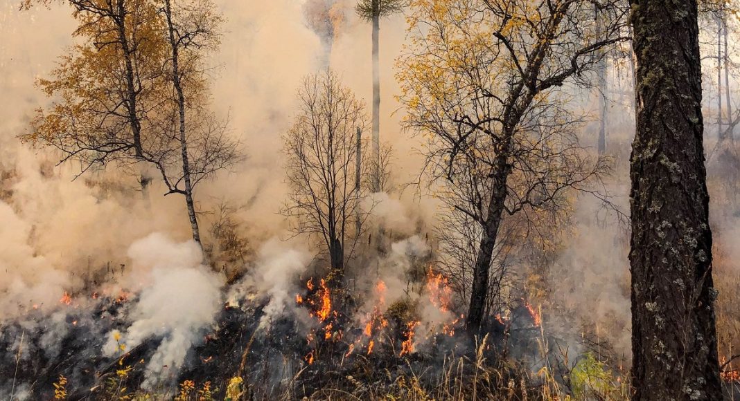 Фото пресс-службы Минлеса РХ