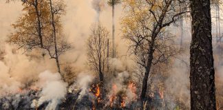 Фото пресс-службы Минлеса РХ