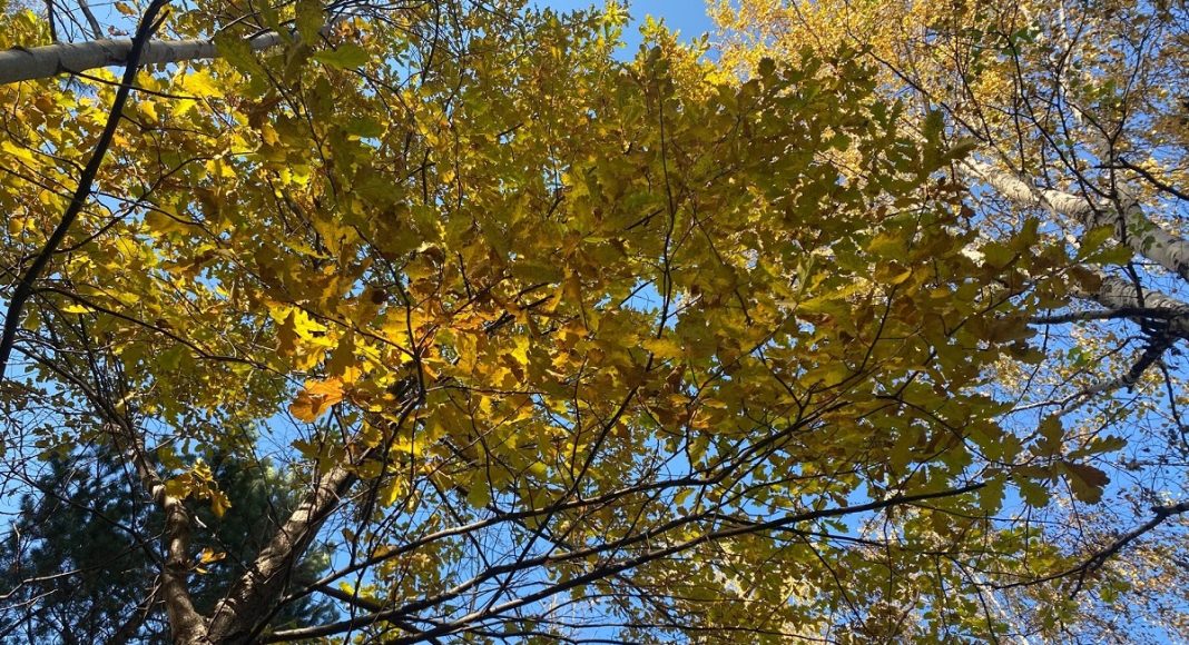 Фото Минприроды РХ Листва