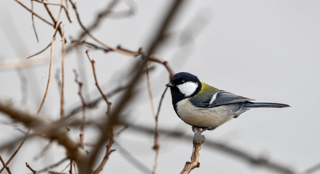 Птица, синица