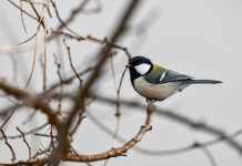 Птица, синица