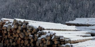 Лес. Пиломатериал. Лесозаготовки. Фото: pulse19.ru