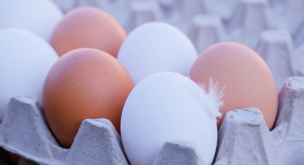 Куриное яйцо. Изображение из фотобанка