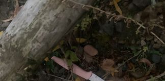 Фото ГСУ СК по Красноярскому краю