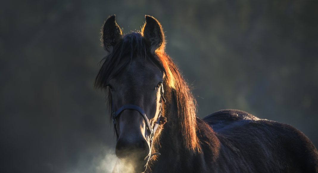 Изображение из фотобанка Конь. Лошадь