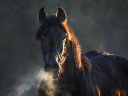 Конь. Лошадь