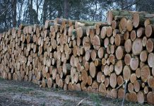 Лес. Заготовка древесины