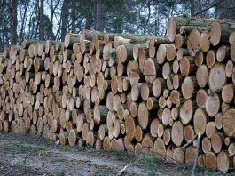 Лес. Заготовка древесины