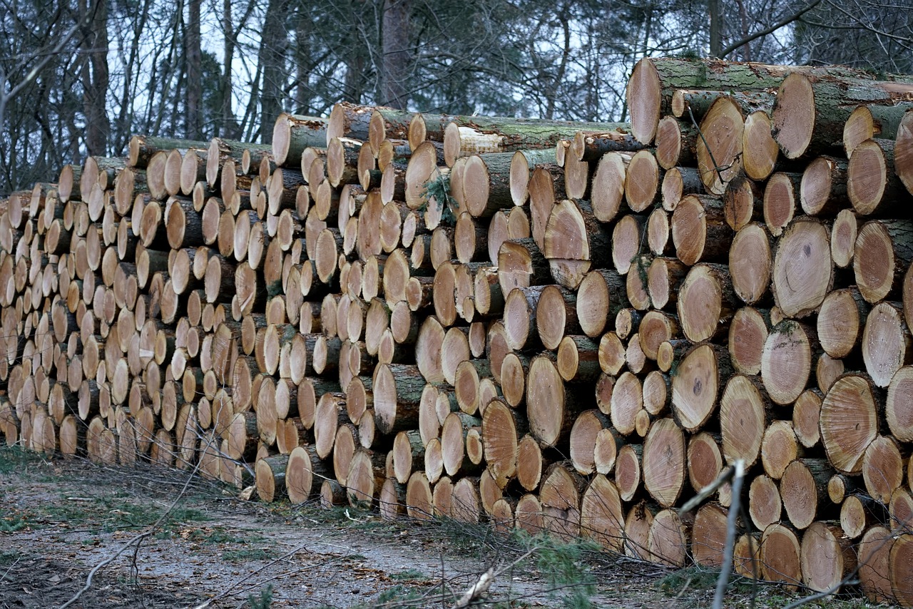Лес. Заготовка древесины