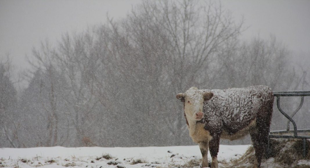 Корова, КРС
