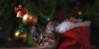 Новый год. Изображение из фотобанка