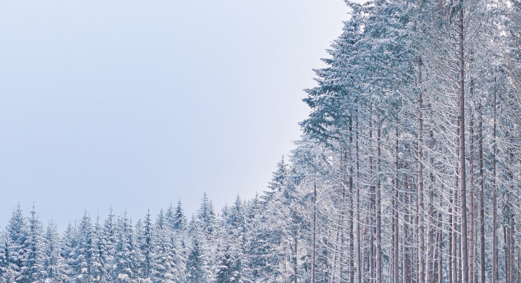Зима. Лес. Картинка из фотобанка