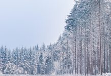 Зима. Лес. Картинка из фотобанка