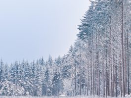 Зима. Лес. Картинка из фотобанка