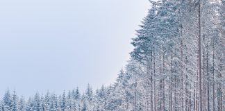 Зима. Лес. Картинка из фотобанка