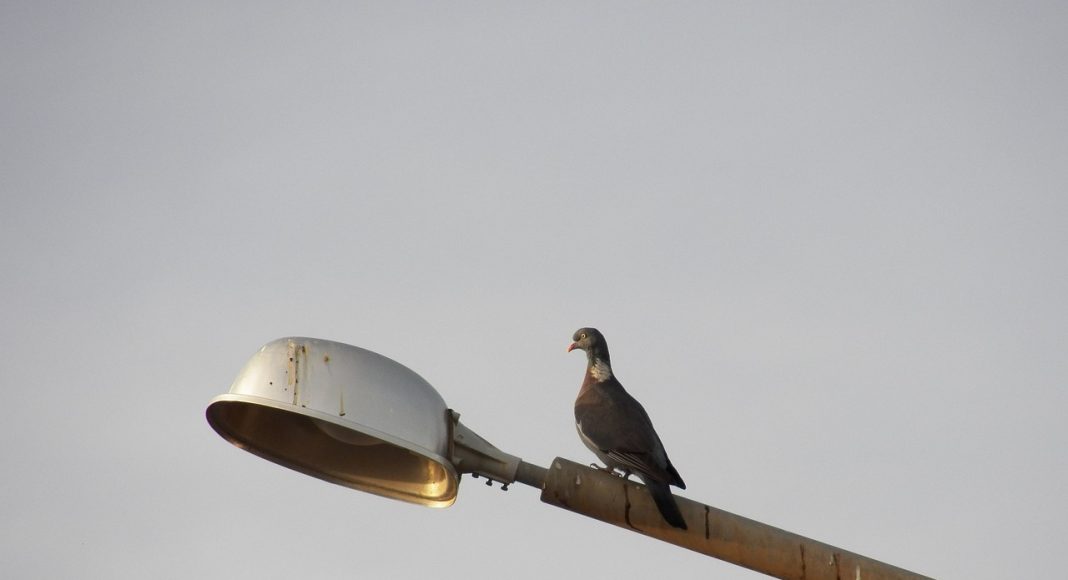 Уличный фонарь. Светильник. Изображение из фотобанка