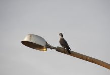 Уличный фонарь. Светильник. Изображение из фотобанка