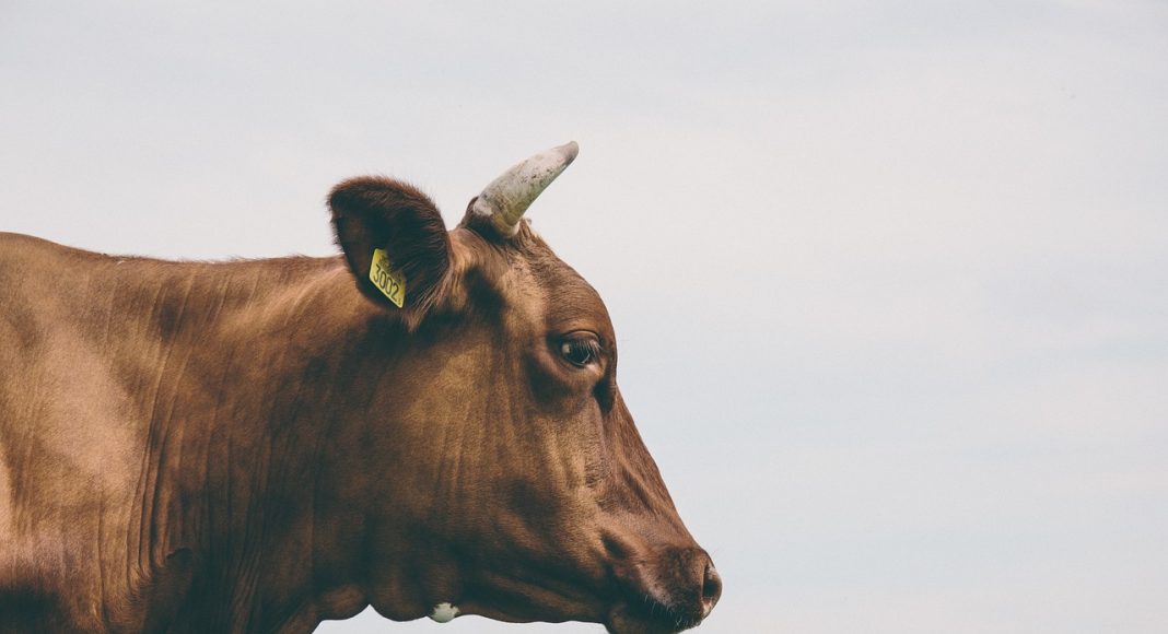 Корова. Изображение из фотобанка