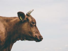 Корова. Изображение из фотобанка