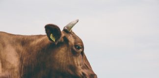 Корова. Изображение из фотобанка