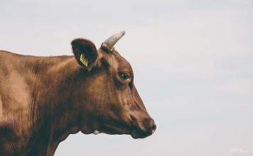 В Усть-Абаканском районе рекомендовали ужесточить меры за выпас скота у дорог Корова. Изображение из фотобанка