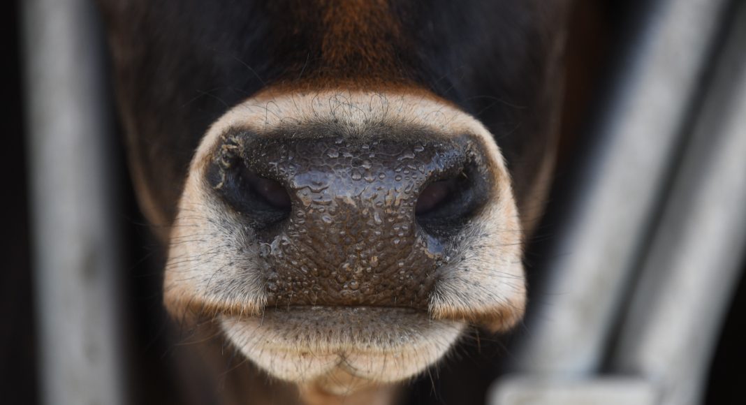 Сельское хозяйство, КРС