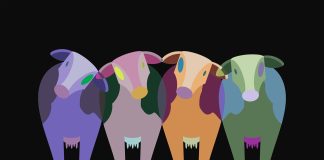 Коровы. Изображение из фотобанка