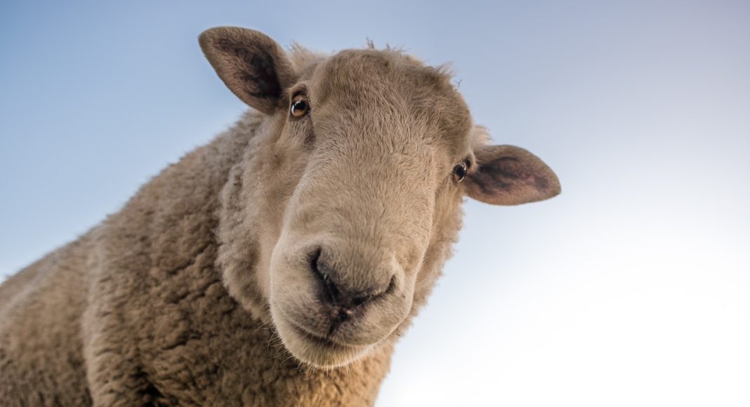 Овцы. Животные. Ферма. Изображение из фотобанка