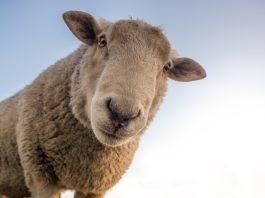 Овцы. Животные. Ферма. Изображение из фотобанка