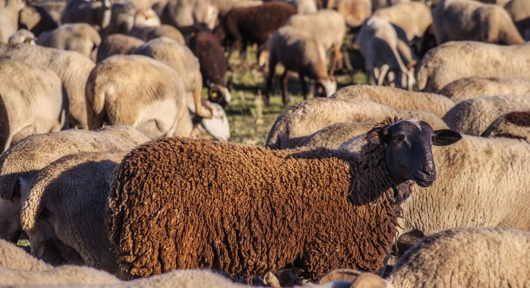 Овцы. Стадо. Шерсть. Изображение из фотобанка