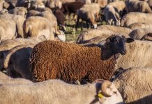 Овцы. Стадо. Шерсть. Изображение из фотобанка