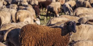 Овцы. Стадо. Шерсть. Изображение из фотобанка