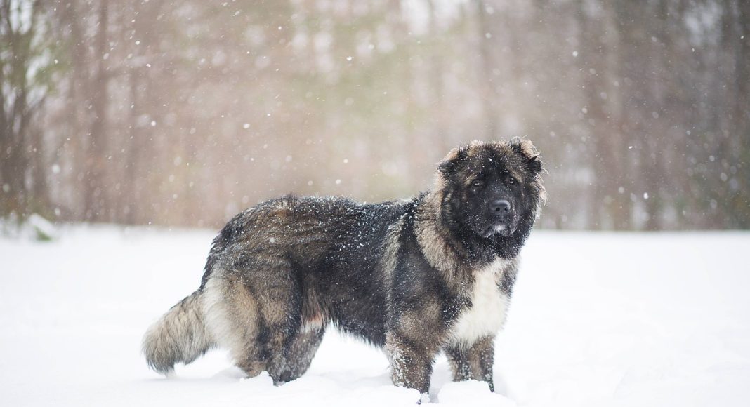 Кавказская овчарка. Изображение из фотобанка