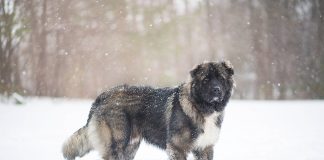 Кавказская овчарка. Изображение из фотобанка