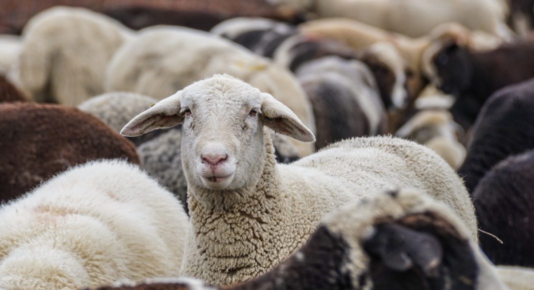 Овцы, сельское хозяйство