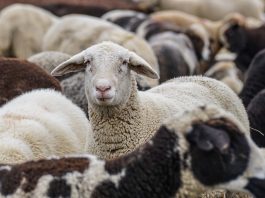 Овцы, сельское хозяйство