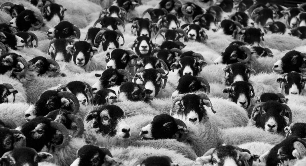 Овцы, сельское хозяйство