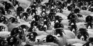 Овцы, сельское хозяйство