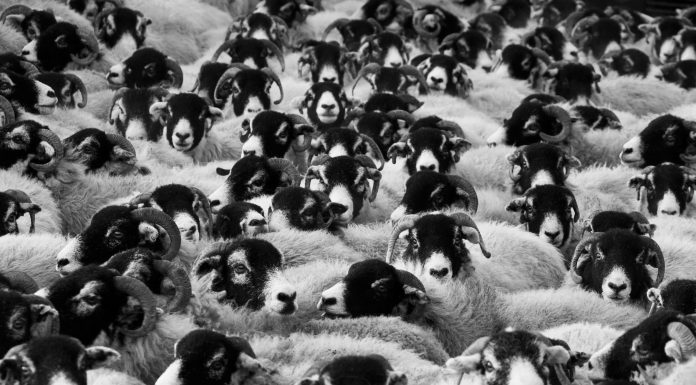 Овцы, сельское хозяйство