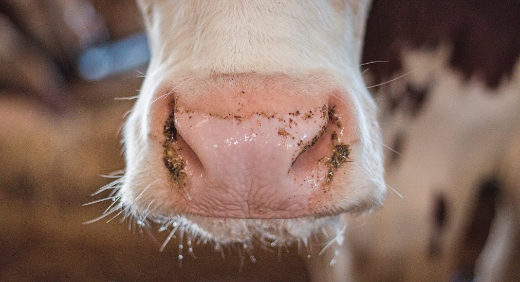 Сельское хозяйство, КРС