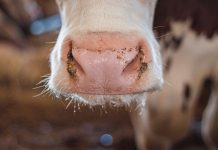 Сельское хозяйство, КРС