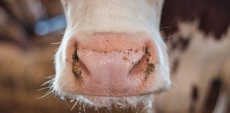 Сельское хозяйство, КРС