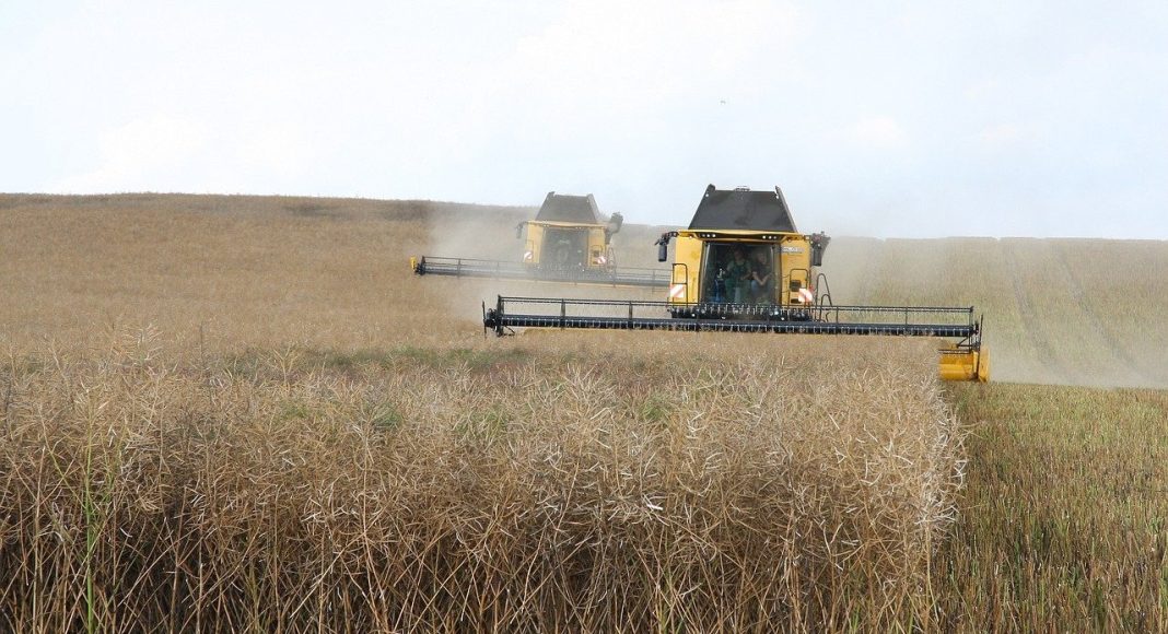 Уборка рапса. Изображение из фотобанка