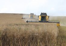 Уборка рапса. Изображение из фотобанка