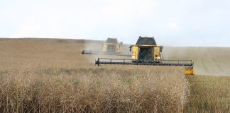 Уборка рапса. Изображение из фотобанка